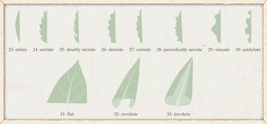 basic flower structure