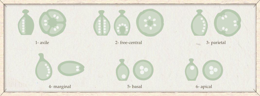 basic flower structure