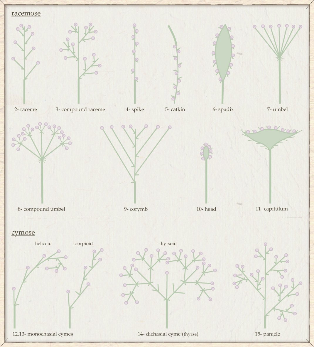 basic flower structure