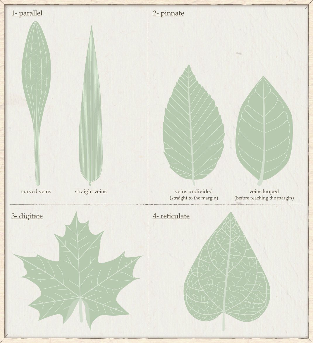 basic flower structure