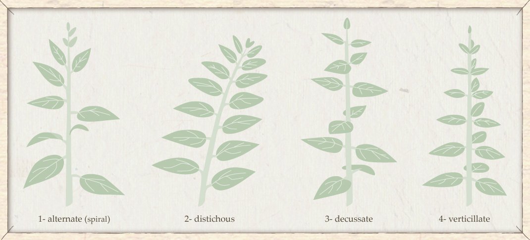 basic flower structure