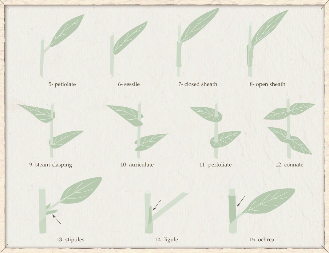 basic flower structure