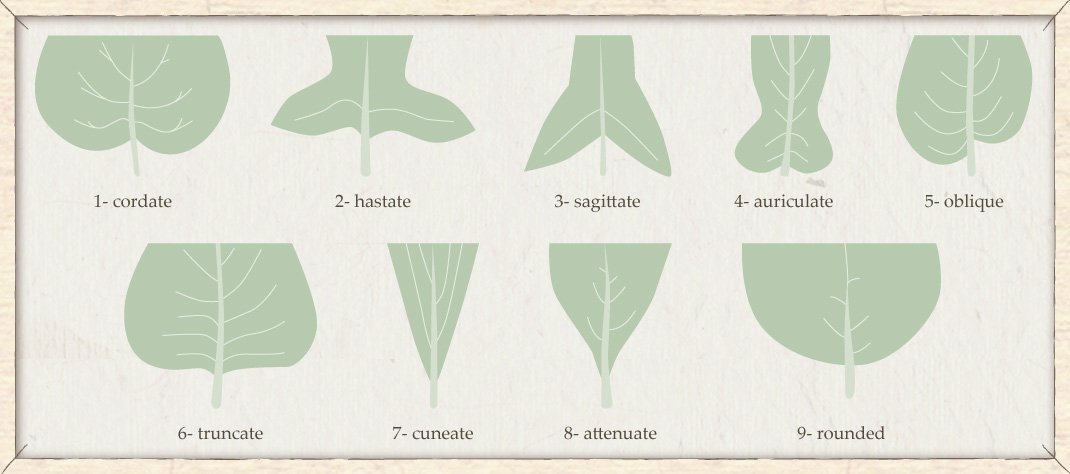 basic flower structure