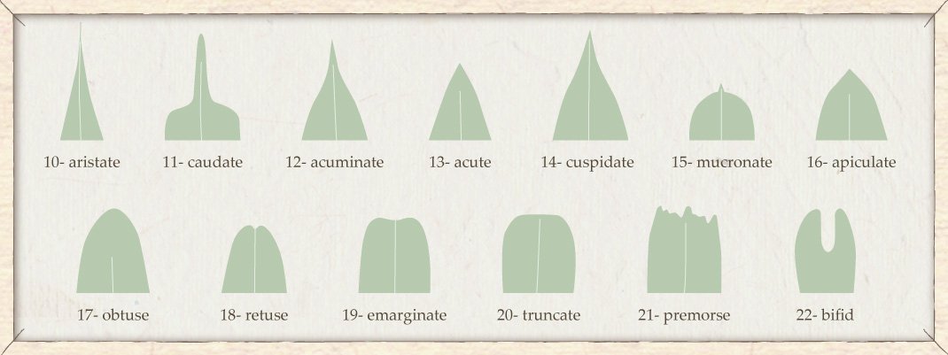 basic flower structure